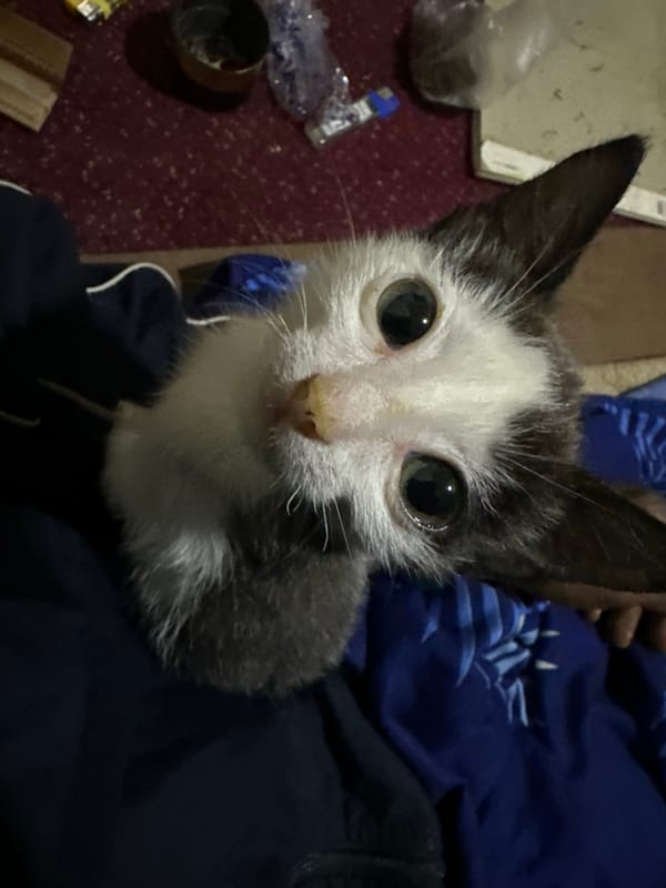 Kittens on a blue blanket in Jos, Nigeria
