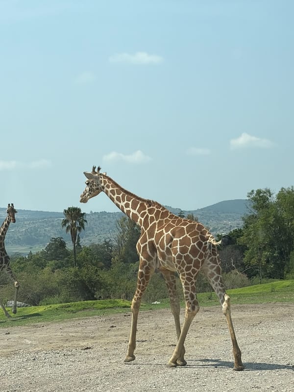 Giraffes, ostrich spotted on dirt road in Mexico
