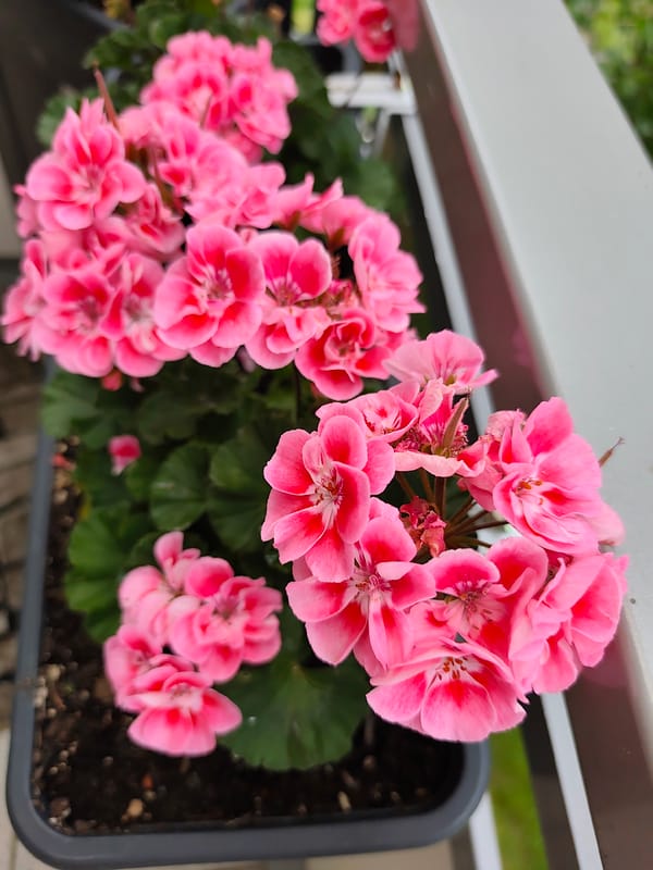 Frankfurt balcony geraniums and everyday details on a June morning