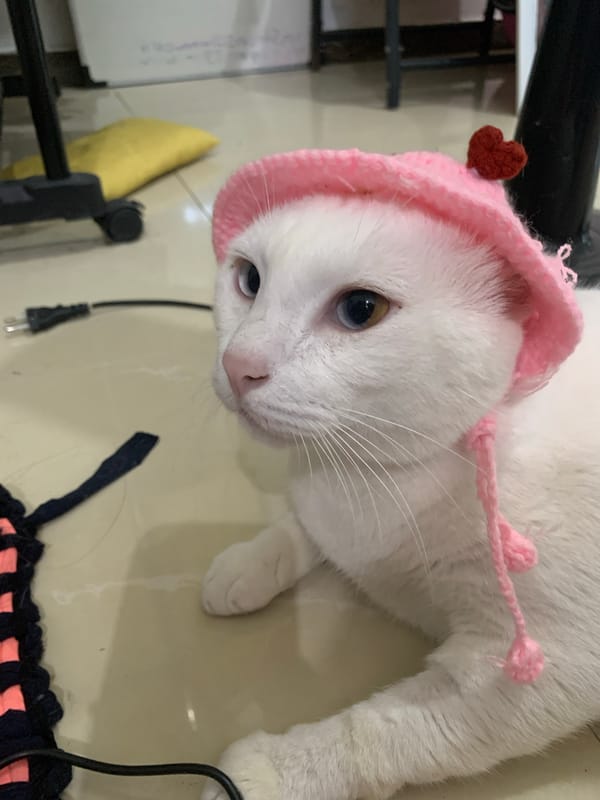 White heterochromatic cat models pink heart hat in Sukawati