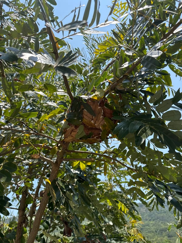 Ant nest spotted in tree canopy in Nha Trang