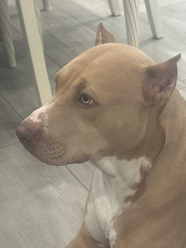 Pit Bull relaxing indoors in Metsamor, Armenia