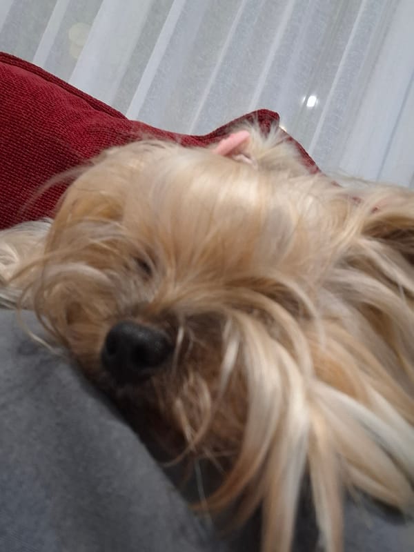 Small dog photographed in Bulgarian home setting