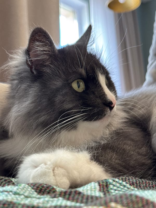 Woman's morning routine with cat documented in Izhevsk home