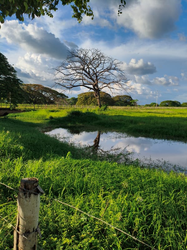 Rural landscape with reflective pool documented in Biruaca, Venezuela