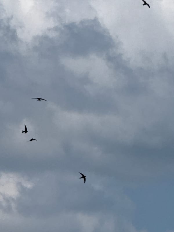 Swifts in flight over a calm Votkinsk reservoir