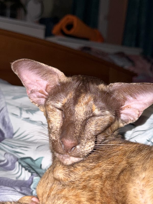 Brown cat sleeps on patterned bedsheets, May 2026
