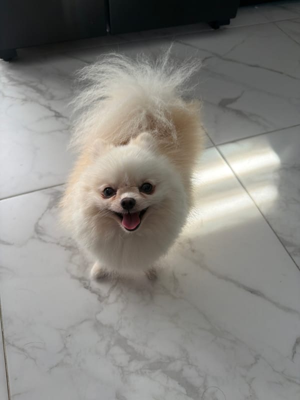 Cream Pomeranian chilling on marble floors at home