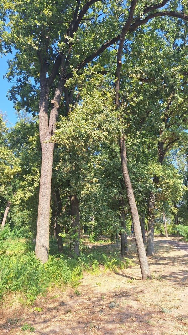 Morning in Sombor's park: paths, trees, and a new running track