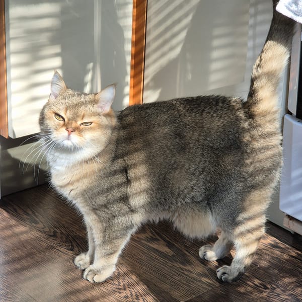 Tabby cat spotted on wooden floor in Kemerovo