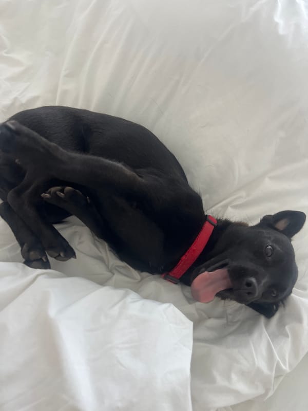 Black dog rests on white bedding wearing red collar