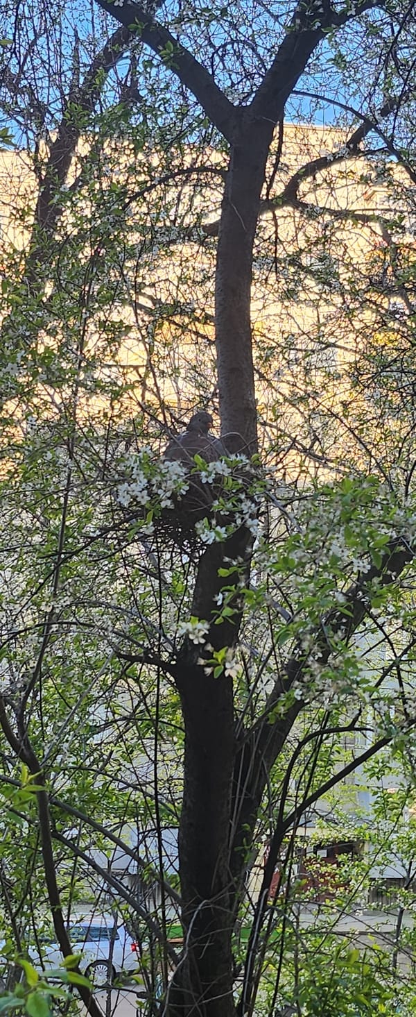 Spring blossoms observed with perched bird in Ruse, Bulgaria