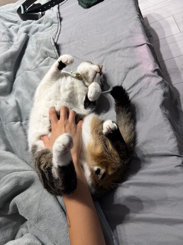 Cat enjoys belly rubs and petting session in Burgas