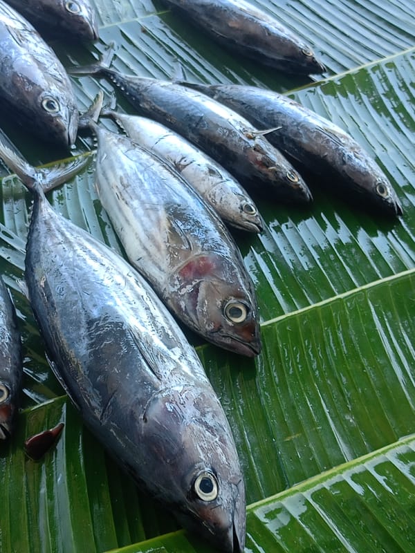 Fresh fish displayed on banana leaves at Lhokseumawe market
