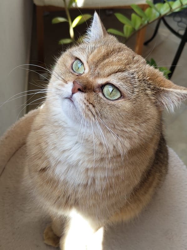 Green-eyed cat looking up indoors, Krasnodar