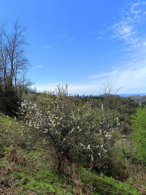 Spring morning scenes documented in rural Abkhazia village
