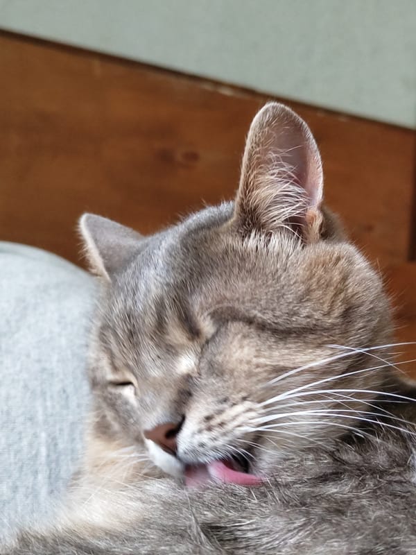 Cats doing cat things on a quiet morning