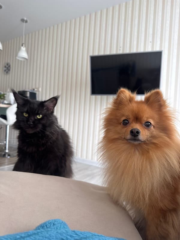 Morning pet moments captured in Sirius household