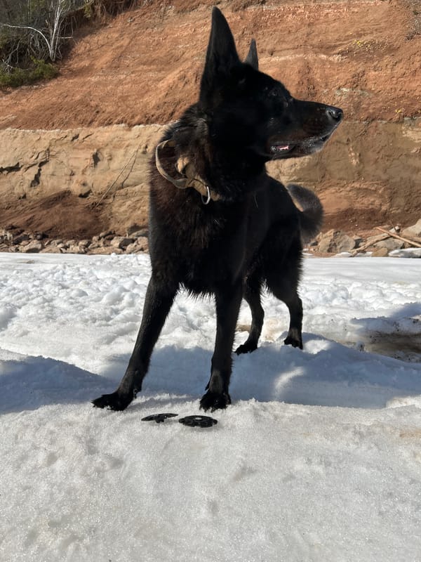 Dog spotted on melting snow near eroded embankment in Berkuty