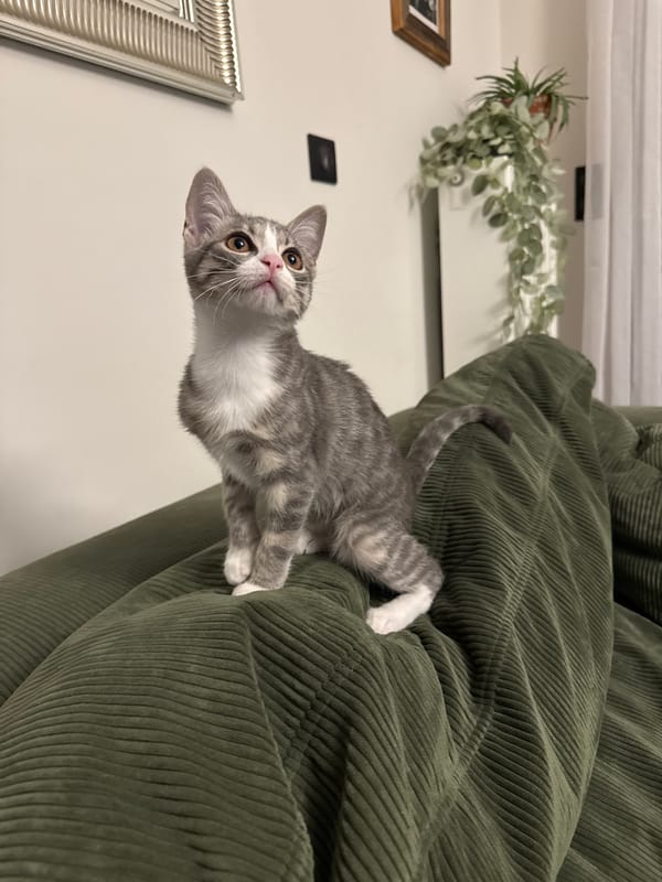 Grey tabby kitten spotted during evening in Antibes