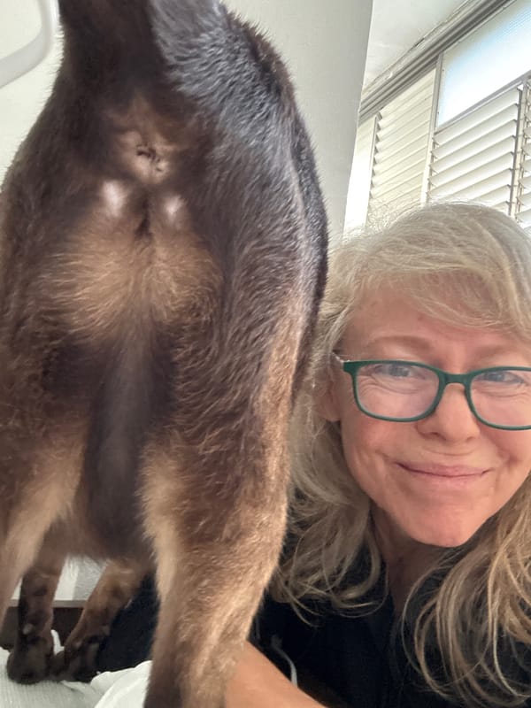 Woman documents quiet moments with Siamese cat in Ramat Gan