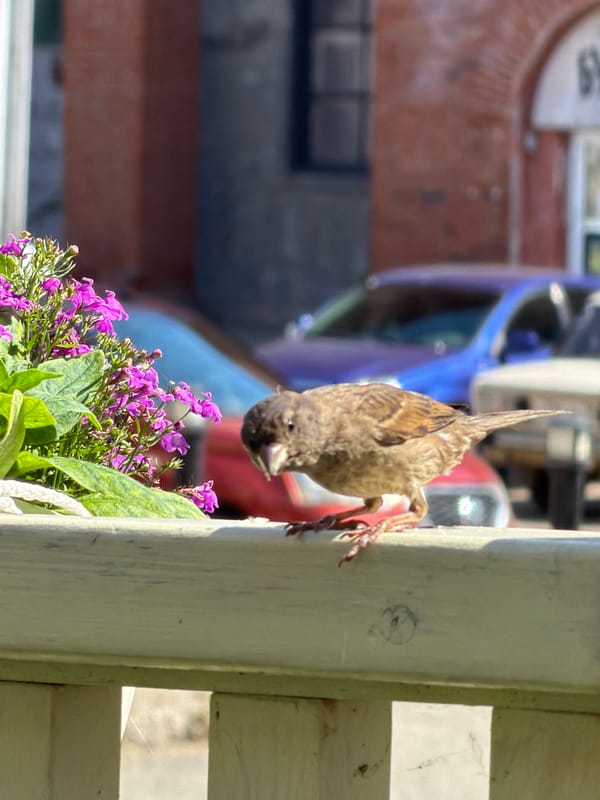 Sparrows and Orthodox churches on a summer morning in Votkinsk