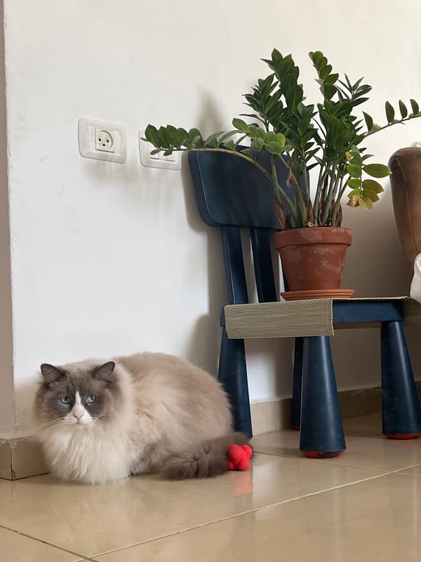 Cat rests on tiled floor in Ramat Gan home