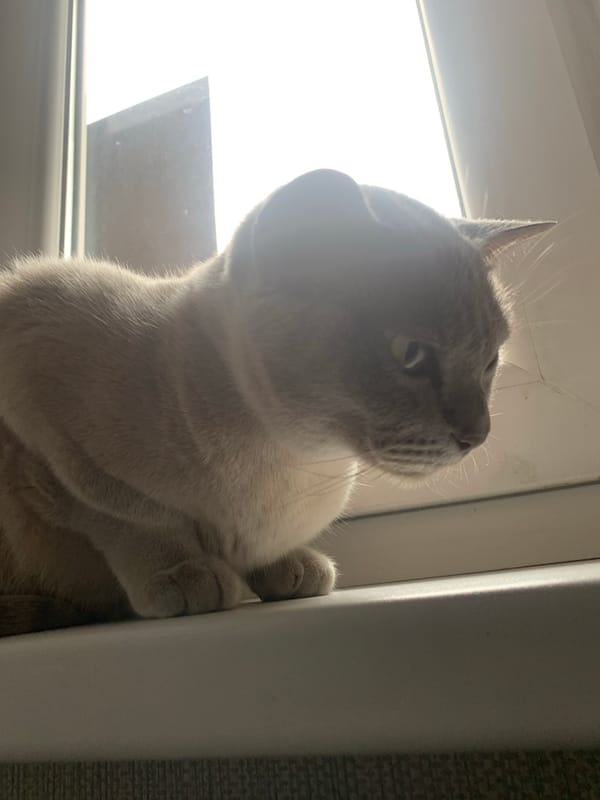Domestic life documented in Gvardeysk: cats, child, garden moments