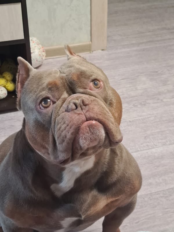 Bully breed dogs lounging on a wooden floor at home
