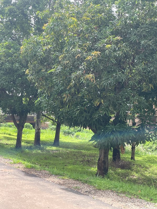 Street life, sport, and everyday scenes in Rafin Par