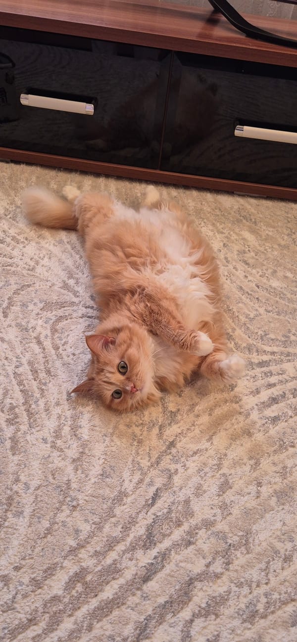 Orange cat observed relaxing indoors in multiple positions