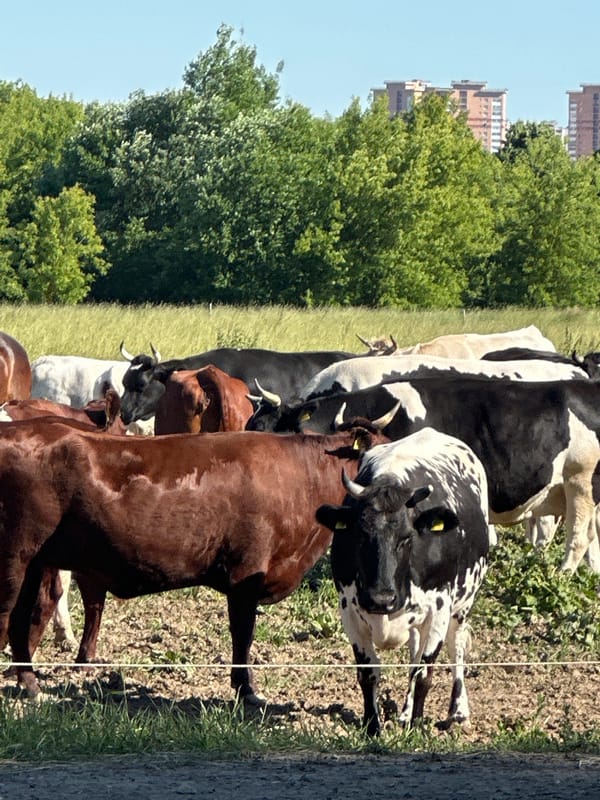 Cattle grazing near a road in rural Dubrovitsy on a sunny afternoon