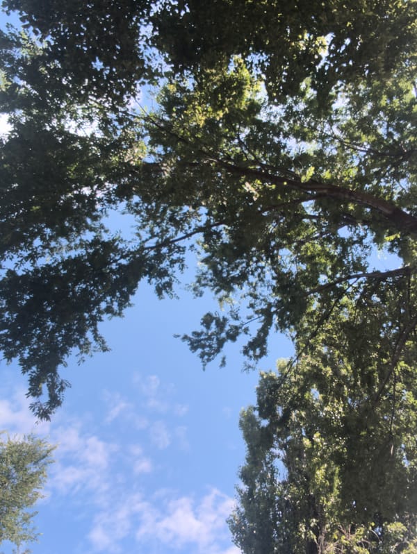 Looking up through Chișinău's summer tree canopy, July morning