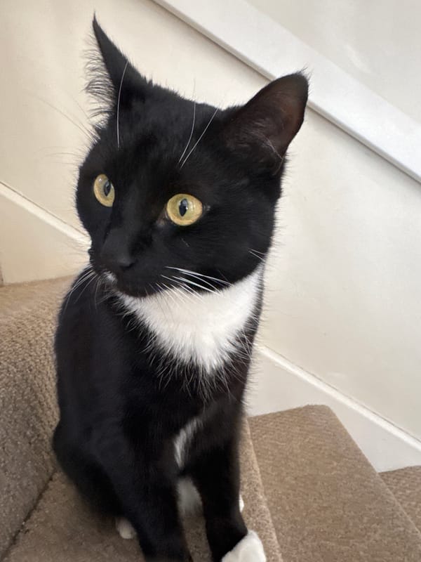 Tuxedo cat spotted lounging on residential stairs in Desborough