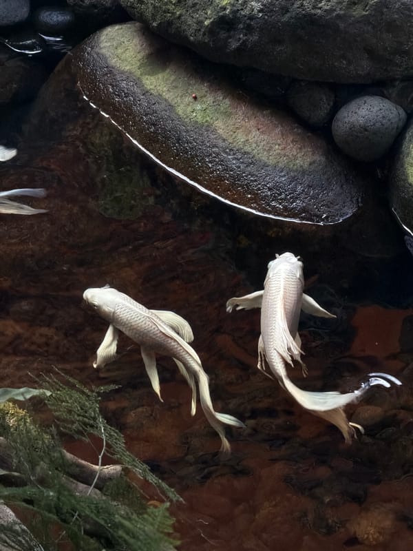 Koi fish spotted swimming in North Kuta pond