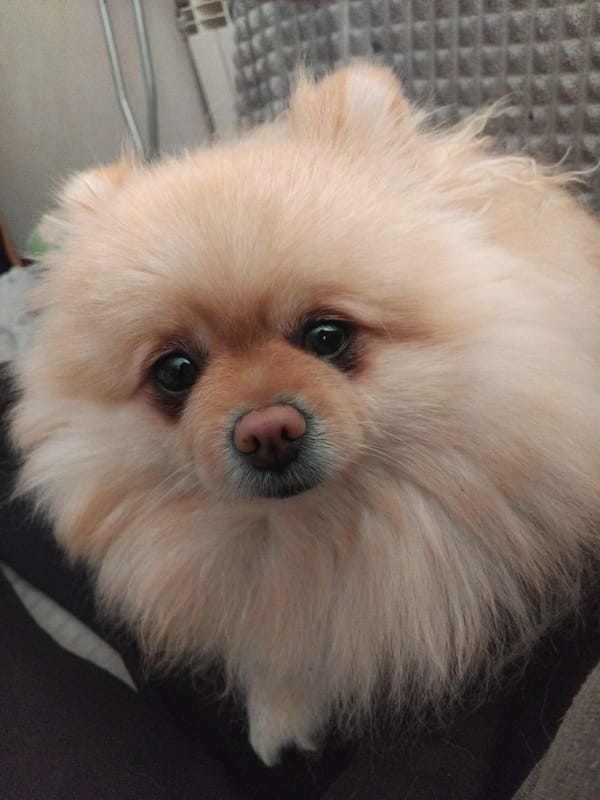Pomeranian dog naps documented in Bulgarian home