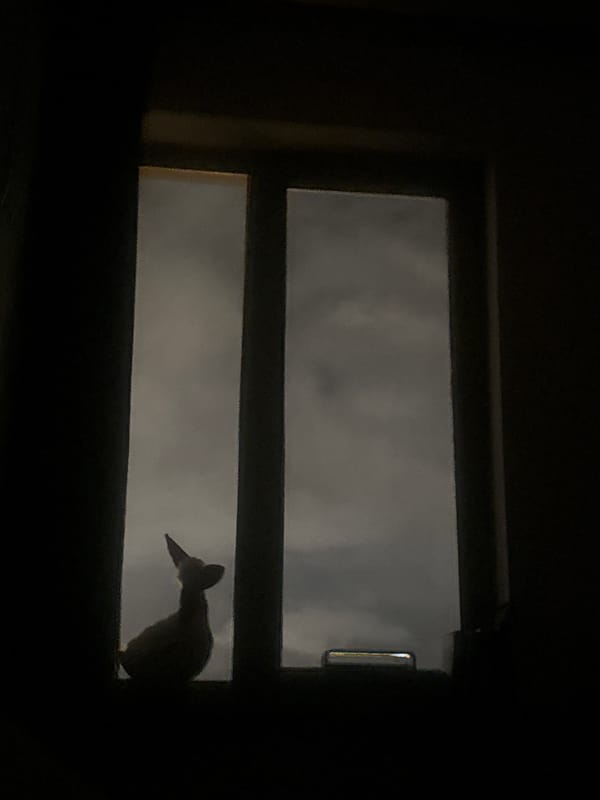 Window views captured in Yerevan during overcast evening