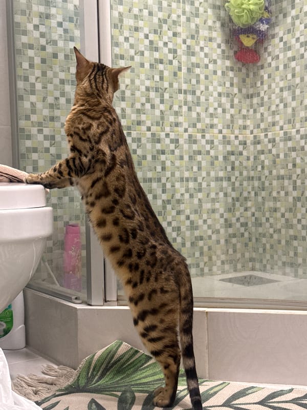 Children and Bengal cat captured in domestic moments, Partenit