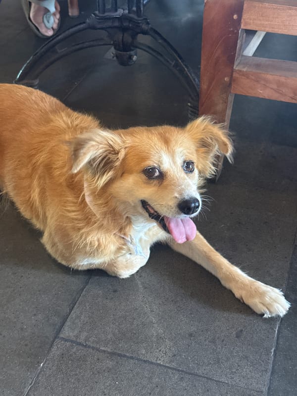 Dog spotted panting on tiles in Ubud, Indonesia