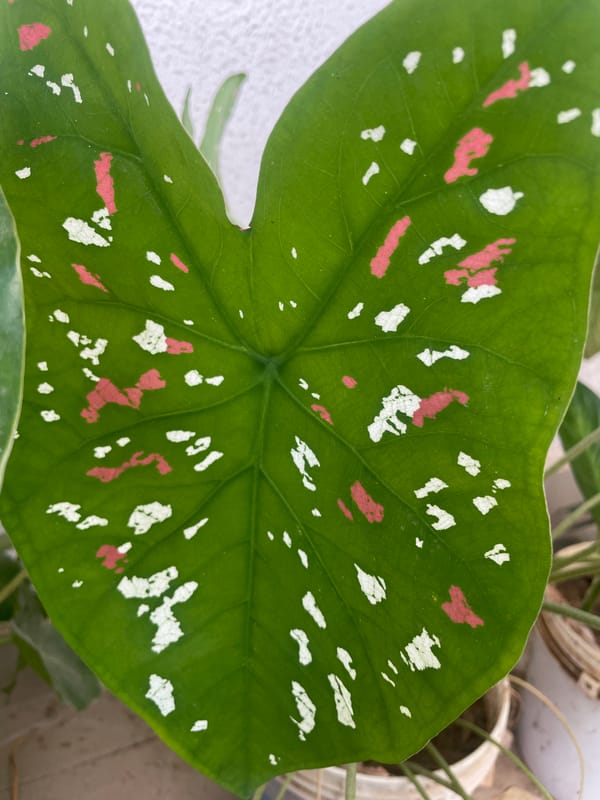 Houseplant collection photographed in Jos, Nigeria morning hours