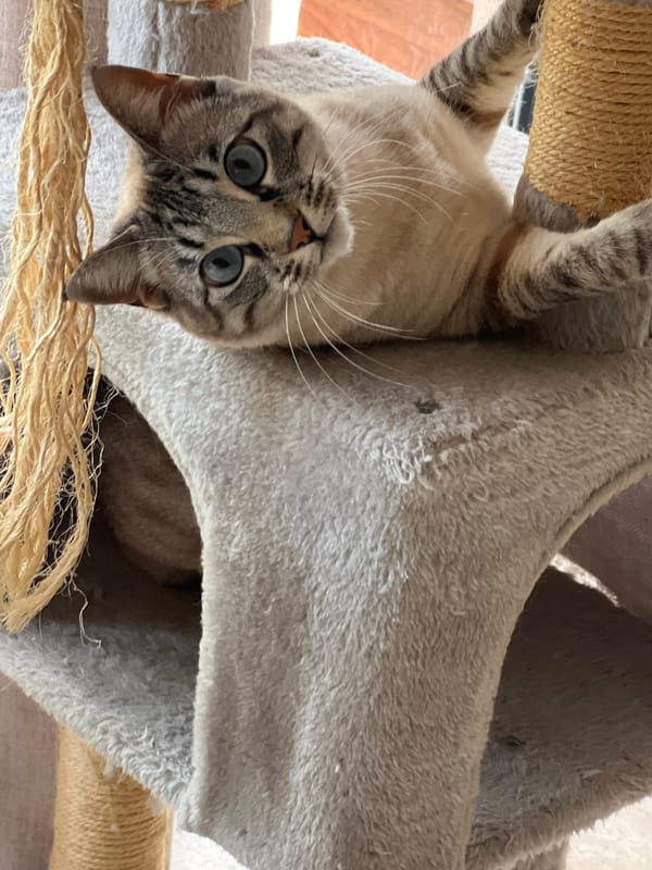 Morning moments captured across Salou: cats, flowers, fruit, selfies