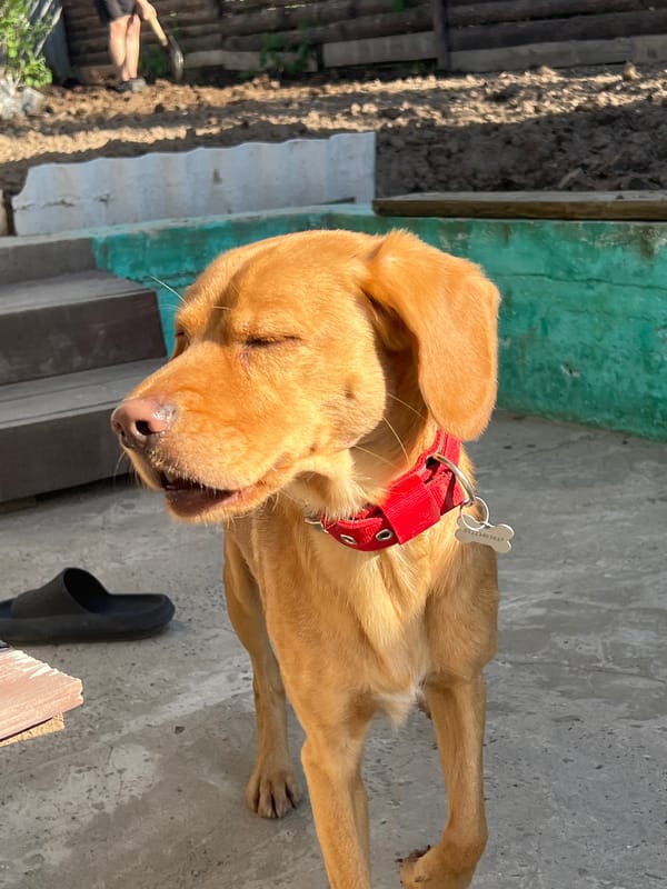 Dog rests near flowering vegetation in Chaikovsky, Russia