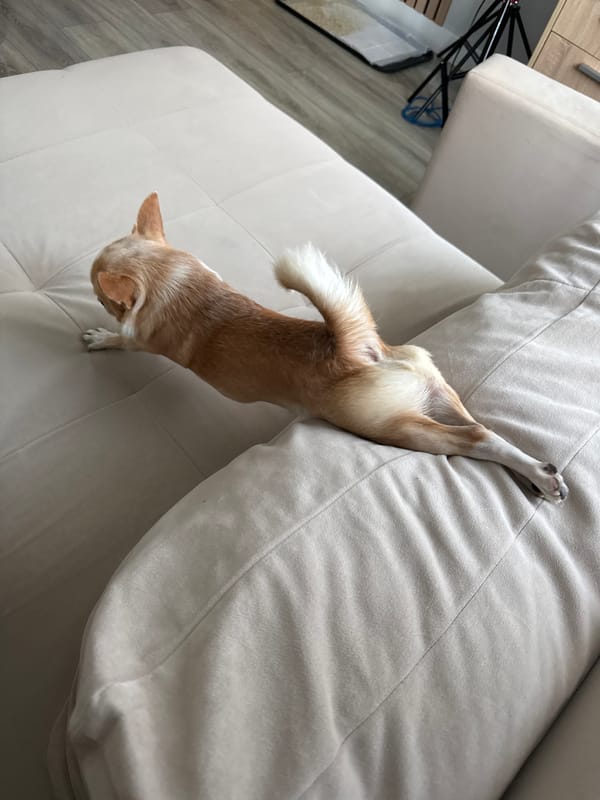 Chihuahua's afternoon documented in 27 casual home moments