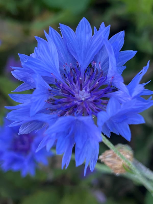 Macro tour of a Russian garden: flowers, stones, and a slug