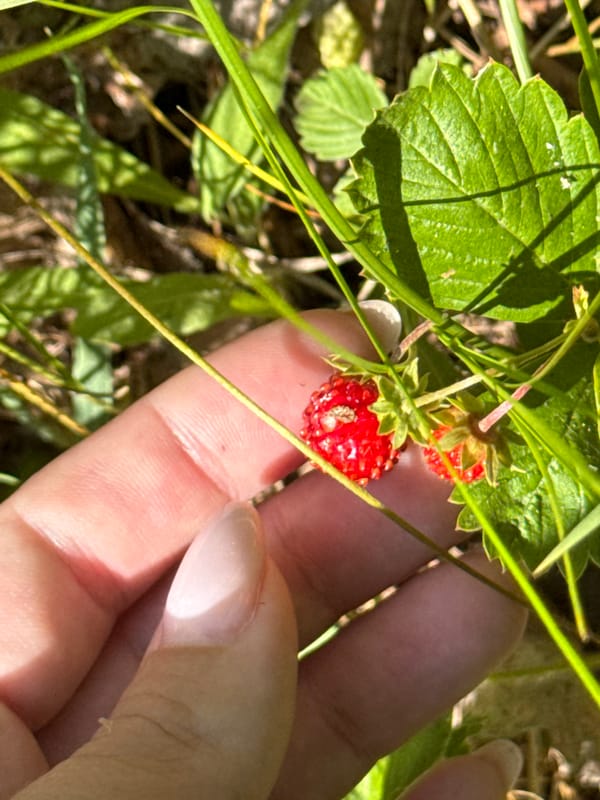 Wild strawberry foraging in rural Russian village meadows
