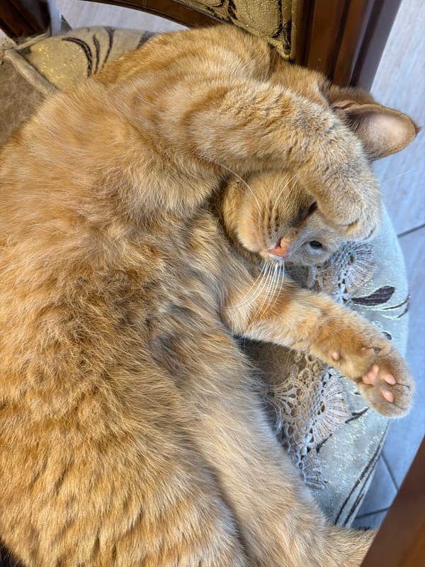 Orange tabby naps through several positions on a patterned armchair