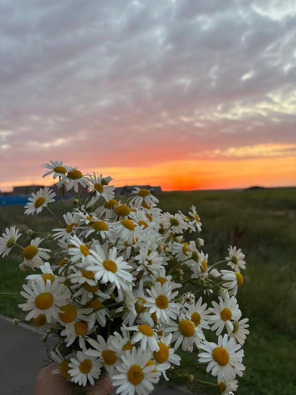 Daisies and cranes against a Mikhaylovsk summer sunset