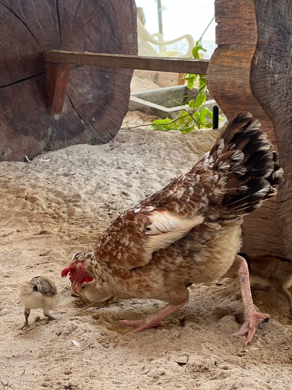 Peaceful beach life: chickens, cats, umbrellas under cloudy skies
