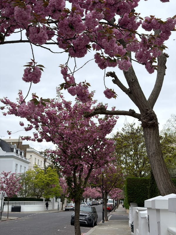 Spring blossoms photographed on London residential street