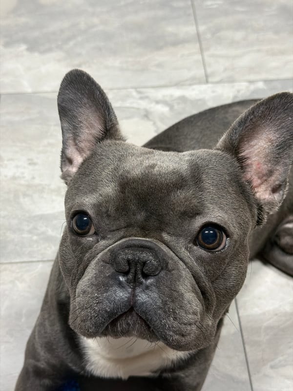 French Bulldog photo session and pizza time in Ruse